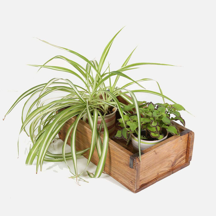 Gino plant box, set of 3