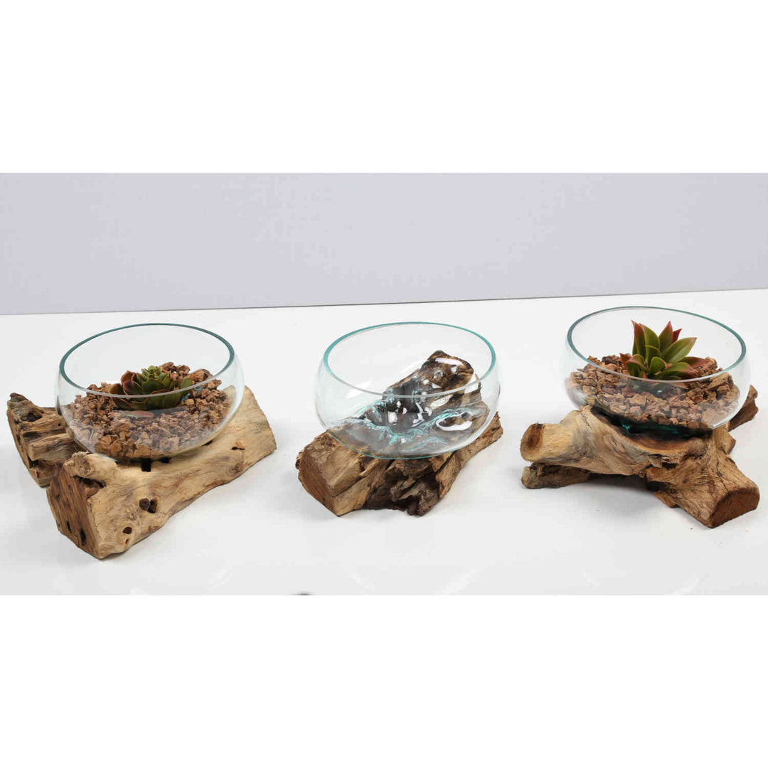 Glass bowl 20 cm on burl wood