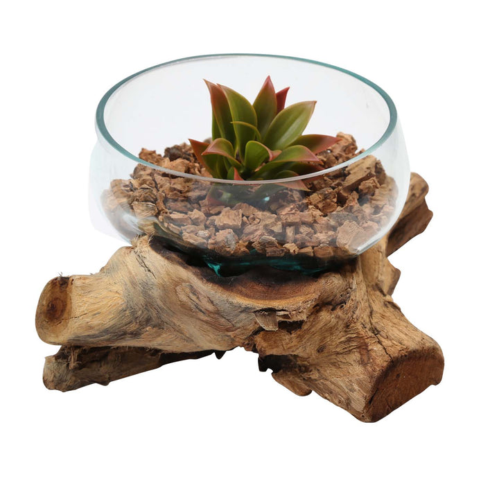 Glass bowl 20 cm on burl wood