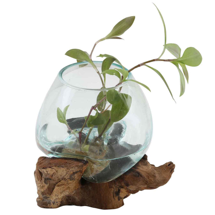Glass vase on burl wood A15