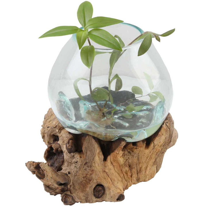 Glass vase on burl wood A20
